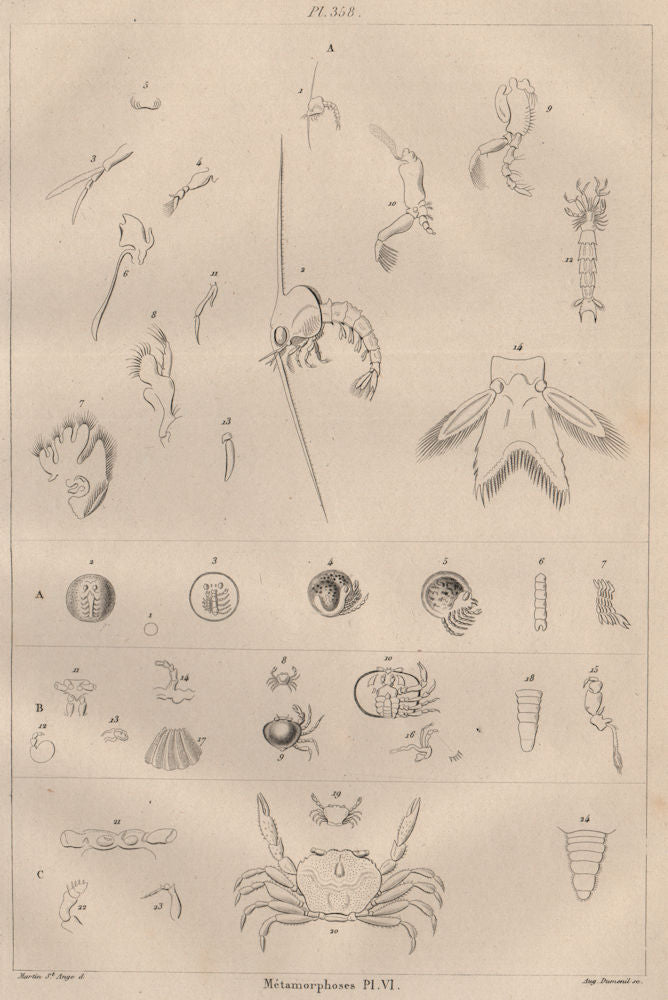 CRUSTACEANS. Métamorphoses. Metamorphosis. Pl. VI 1834 old antique print